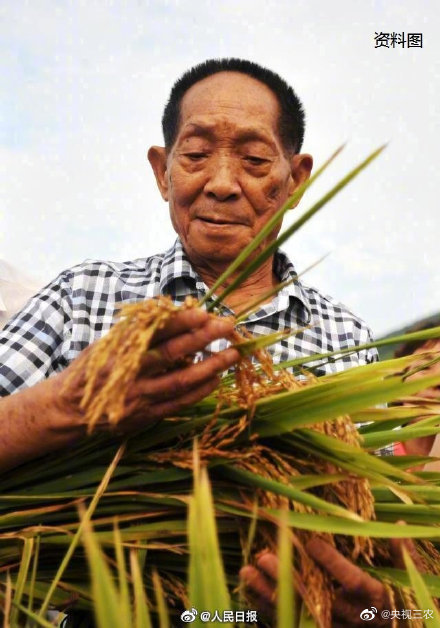 How to carry out the variety cultivation and core technology research of salt-tolerant rice？