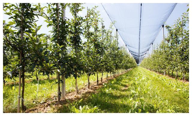 A good way to improve the soil in the orchard-deep ripening, do you really understand?