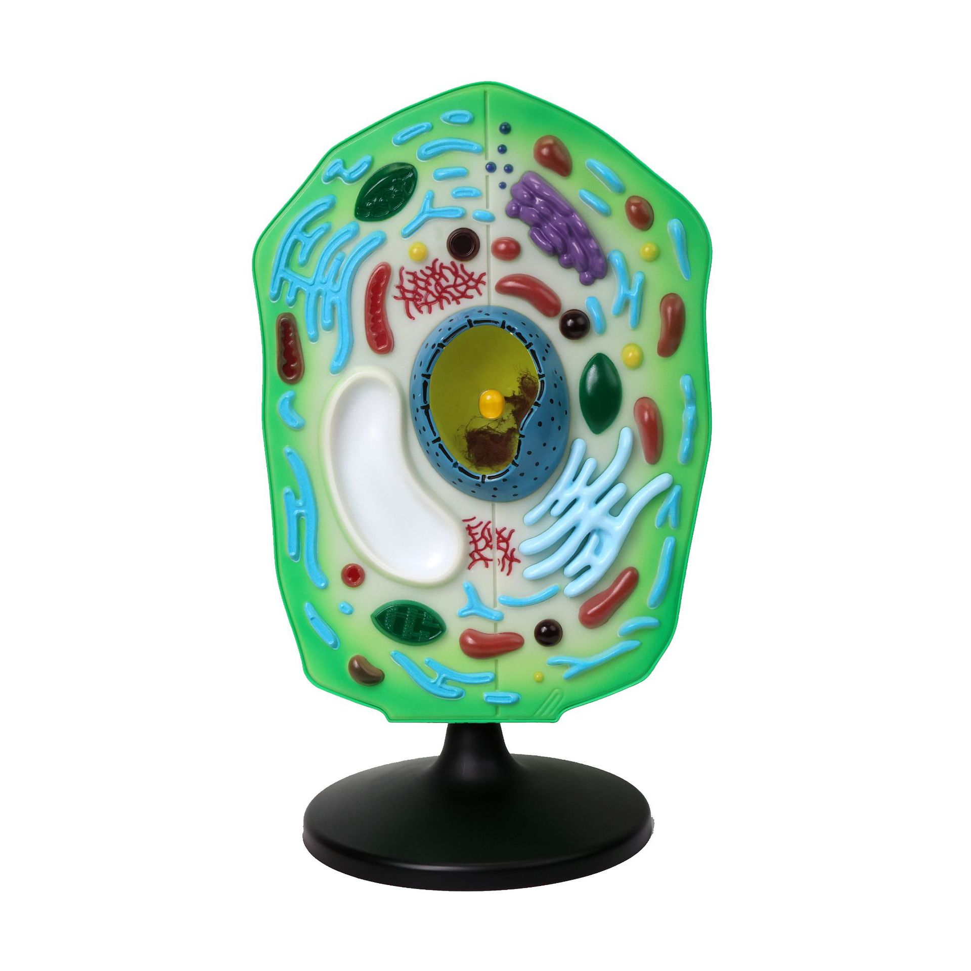 Animal and Plant Cell Model