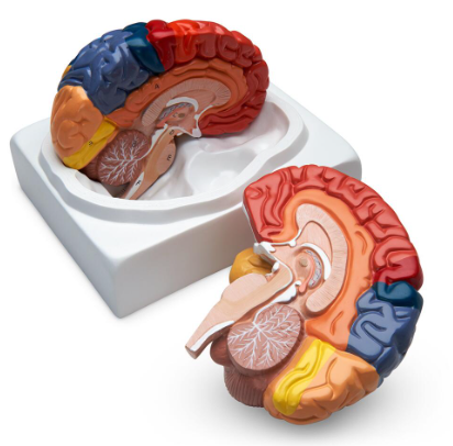 Brain Parts