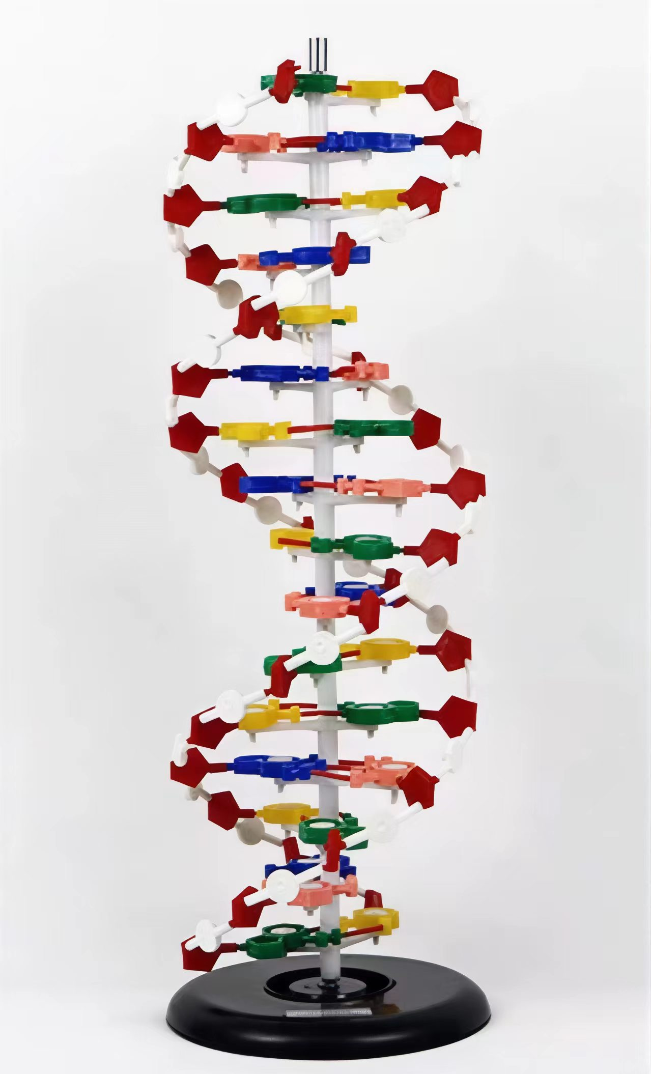 DNA, RNA Model