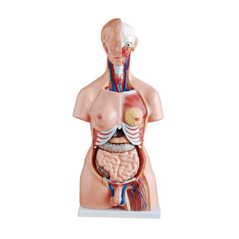 Human Internal Organ Model