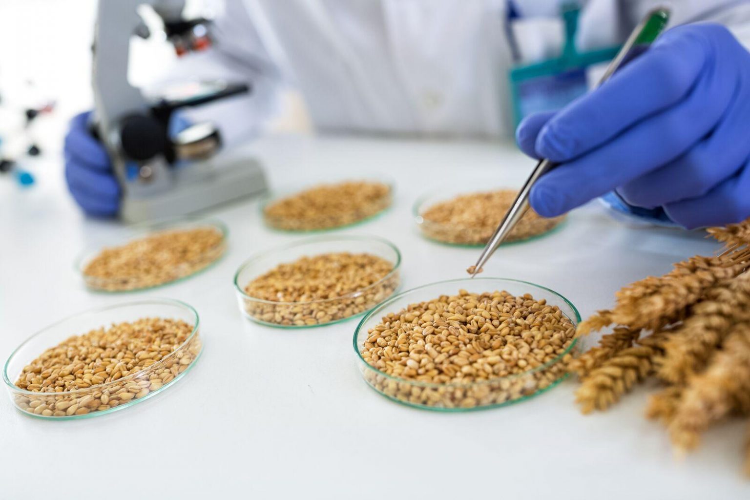 Seed Laboratory Instruments & Seed Testing Equipment Manufacturer | TOP ...