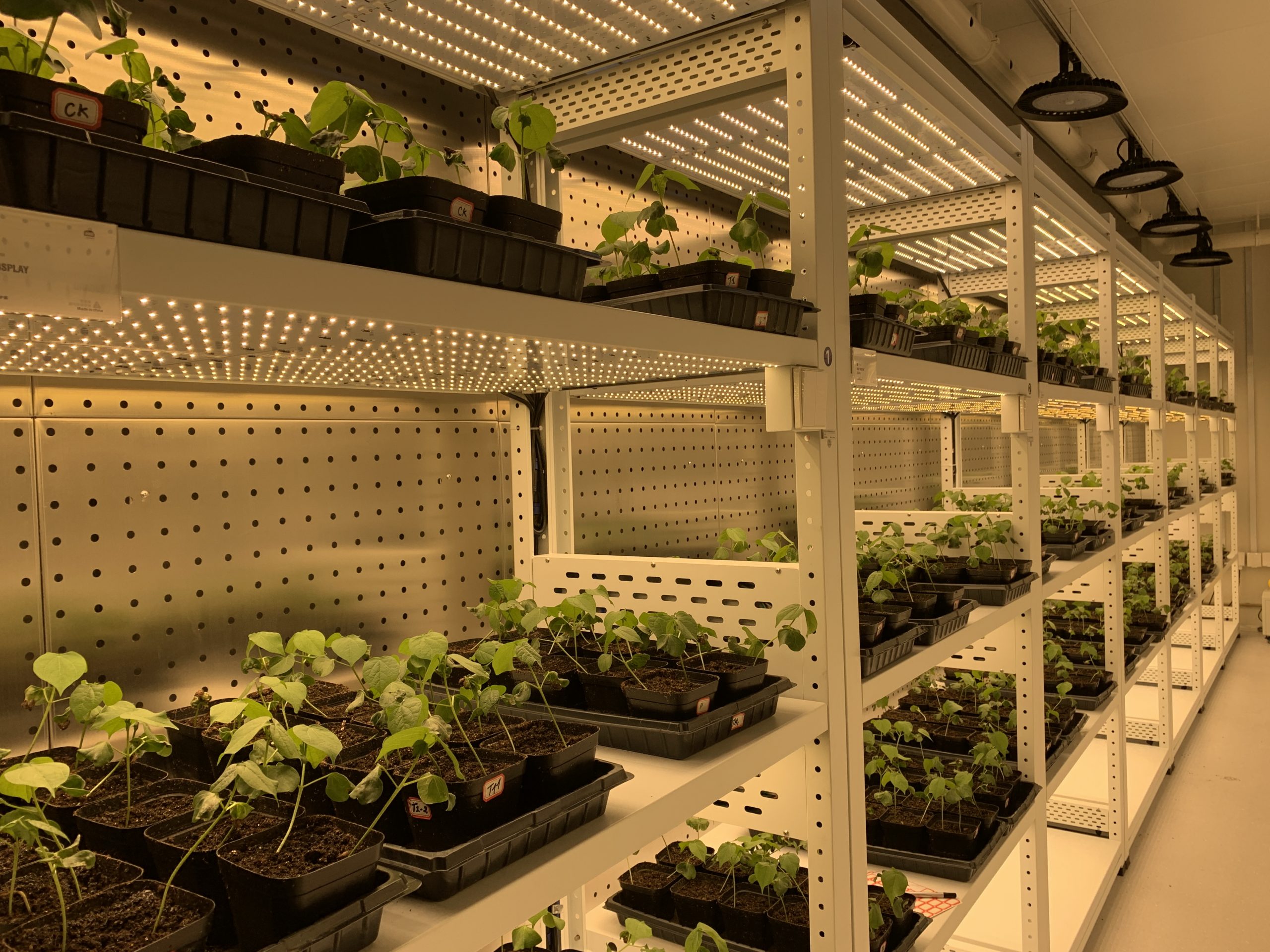 Speed Breeding room