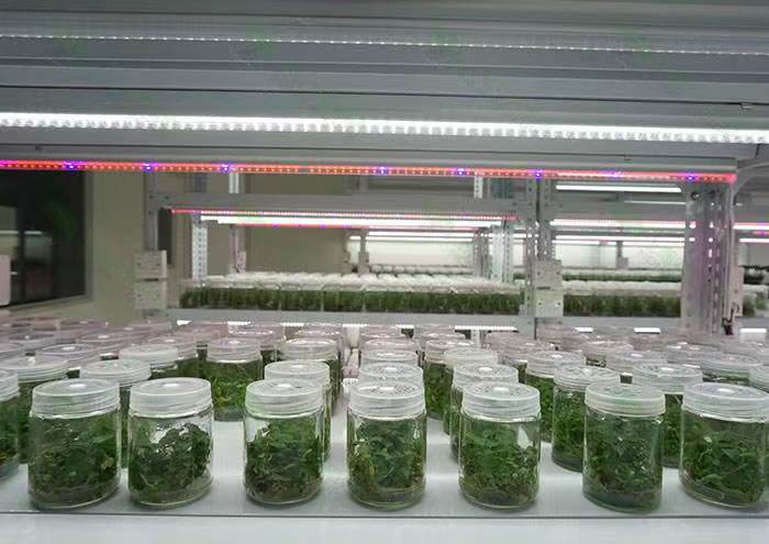 Plant Tissue Culture Room
