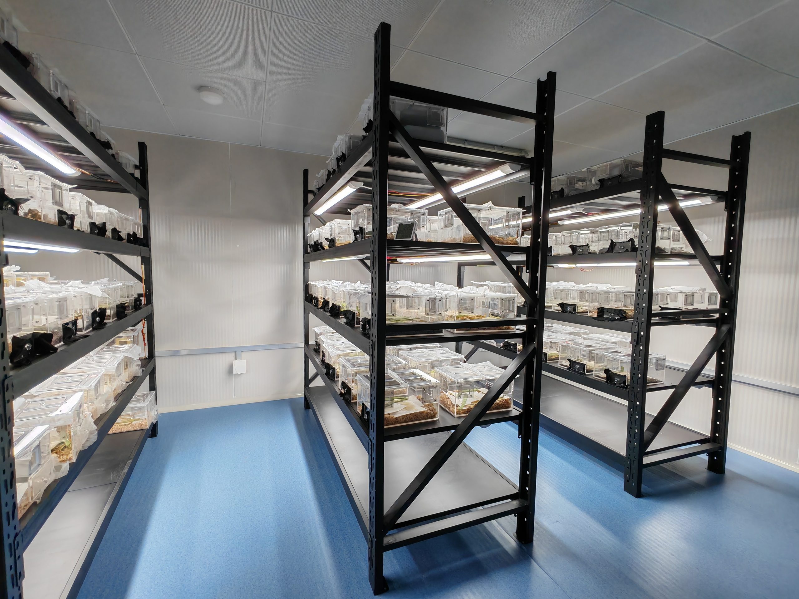Insect Rearing Room